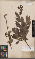 Foto von Salix cinerea L.